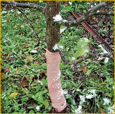Cum se prepară și se protejează prunele de îngheț