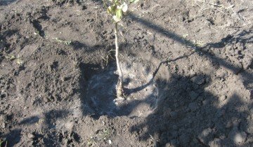 Як посадити грушу восени, щоб знімати перші врожаї через 3 роки