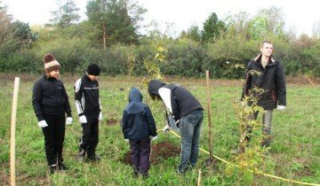 Cum să plantați o pară în toamnă pentru a recolta primele culturi în 3 ani