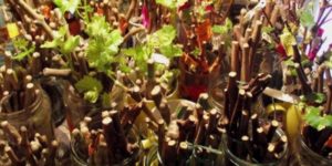 Cum să organizați cultivarea strugurilor din butași