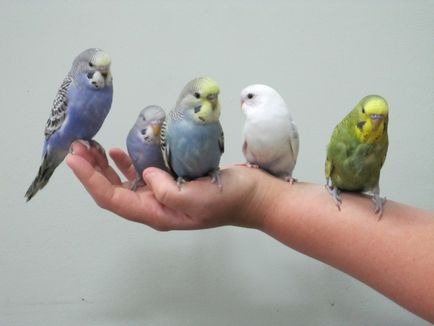 Як приручити папугу до рук