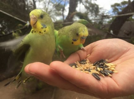 Cum să îmblânziți papagalul pe mâini - păstrați-vă animalele de companie