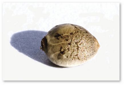 Cum să germineze semințele de canabis