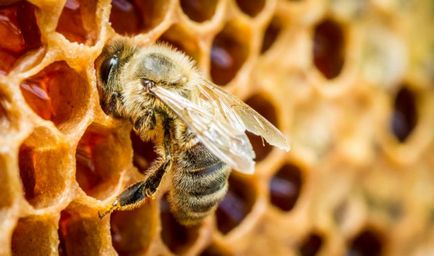 Hogyan lehet ellenőrizni a méz természetes bevált módon!