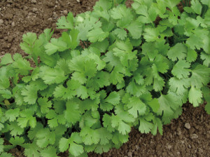 Cum să plantezi semințele de cilantru în instrucțiuni de teren deschise