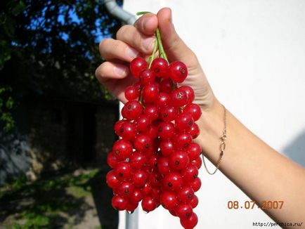 Hogyan készítsünk egy ribiszke és egres fa shtambovoy formában (ribizli) Hogyan készítsünk egy ribiszke és egres fa shtambovoy forma