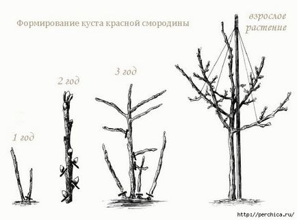 Hogyan készítsünk egy ribiszke és egres fa shtambovoy forma