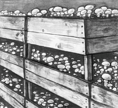 Як зробити своїми руками стелажі для вирощування грибів