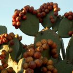 Cactus prickly pere la domiciliu, tipuri, fructe, cum arata