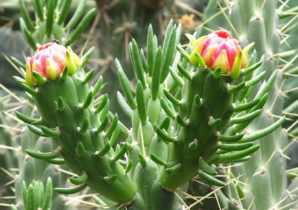 Cactus prickly pere la domiciliu, tipuri, fructe, cum arata