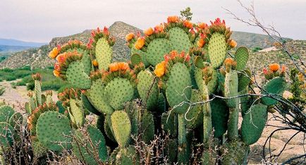 Cactus prickly pere la domiciliu, tipuri, fructe, cum arata