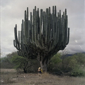 Cactus tsereus fotografie, tipuri, grija pentru chereus la domiciliu