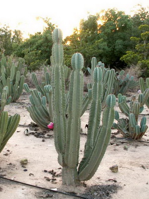 Cactus tsereus fotografie, tipuri, grija pentru chereus la domiciliu
