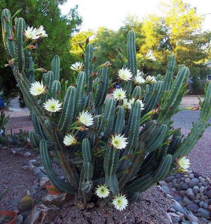 Cactus Cereus perui ellátás fotó