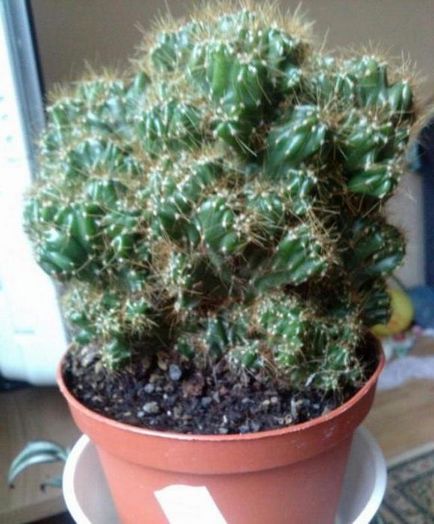 Cactus Cereus Peruvian Care, fotografie