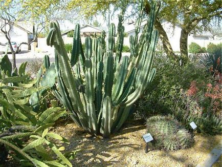 Cactus Cereus Peruvian Care, fotografie