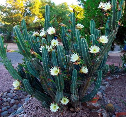 Cactus tsereus de îngrijire la domiciliu, tipuri de bază