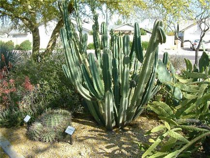 Cactus tsereus de îngrijire la domiciliu, tipuri de bază