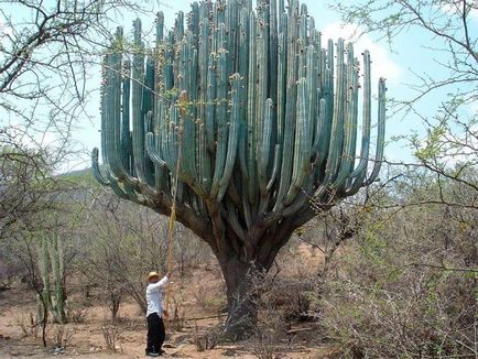 Cactus tsereus de îngrijire la domiciliu, tipuri de bază