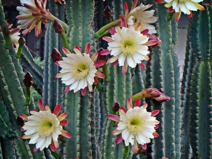 Cactus tsereus de îngrijire la domiciliu, tipuri de bază