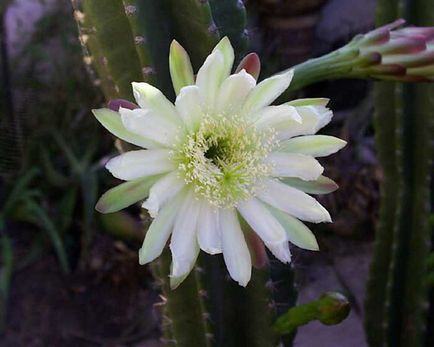 Cactus tsereus de îngrijire la domiciliu, tipuri de bază