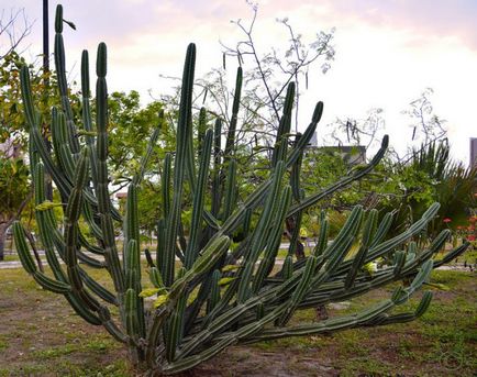 Cactus tsereus de îngrijire la domiciliu, tipuri de bază