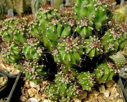 Cactus tsereus de îngrijire la domiciliu, tipuri de bază