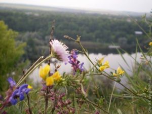 Як прибрати жирний блиск на обличчі