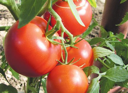 Cum de a accelera maturarea unei tomate