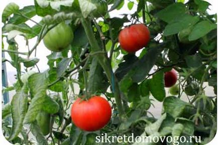 Hogyan lehet felgyorsítani az érlelési tomatoa, titkait ház