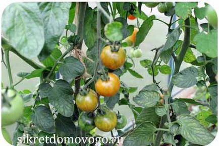 Cum de a accelera maturarea de tomate, secretele de brownies