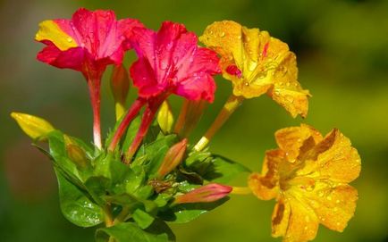 Cum să aibă grijă de o frumusețe de noapte ornamentală a plantelor ornamentale - floricultură