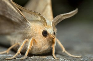 Hogyan működik a moly és a lárvák, hogy miért nem moly borneói és hogyan lehet tőle megszabadulni