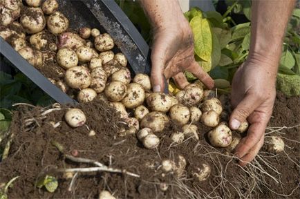 Як виростити 45 кг картоплі в бочці