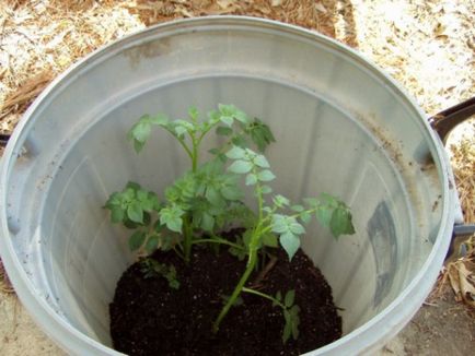 Як виростити 45 кг картоплі в бочці