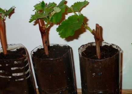 Як виростити живці винограду взимку в домашніх умовах (фото, відео)