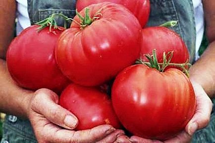 Як виростити великі помідори, 6 соток