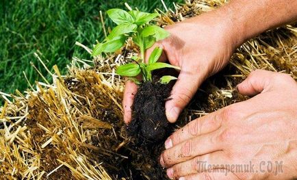 Cum să crească legumele pe paie