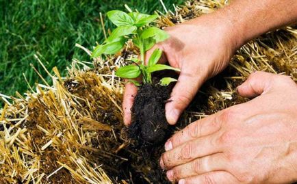 Як виростити помідори на тюках з соломи