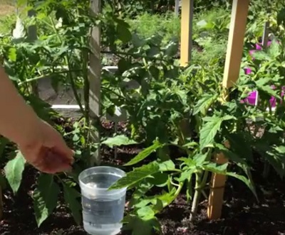 Як виростити томати з пасинків