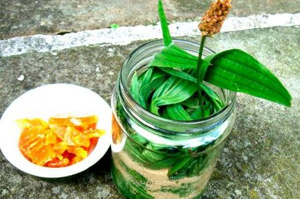 Cum să preparați frunzele unui plantain dintr-o tuse (sirop, ceai, bulion)