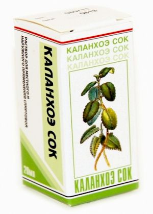 Kalanchoe - proprietăți medicinale în medicina populară