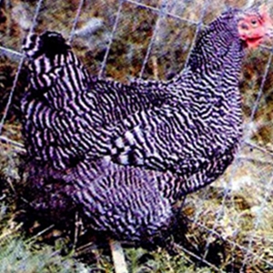 Каліфорнійські кури - опис породи, характеристика з фото