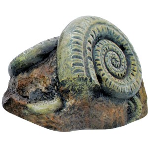 Ammonite de piatră și proprietăți de vindecare (fotografie)