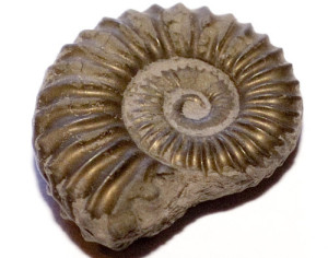 Ammonite de piatră și proprietăți de vindecare (fotografie)