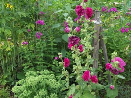 Country Garden a kertben, hogyan lehet legyőzni a rusztikus kényelmet kerttervezés