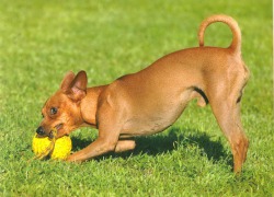 Miniature Pinscher - descrierea rasei, prețul și fotografia câinelui