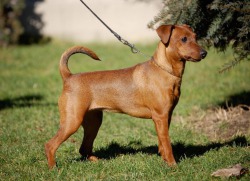 Miniature Pinscher - Breed leírását, árát, és egy fényképet a kutya (miniatűr) Miniature Pinscher - Breed leírását, árát, és a kutya fotók