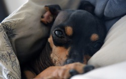 Miniature Pinscher - descrierea rasei, prețul și fotografia câinelui