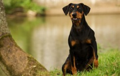 Miniature Pinscher - Breed leírását, árát, és a kutya fotók